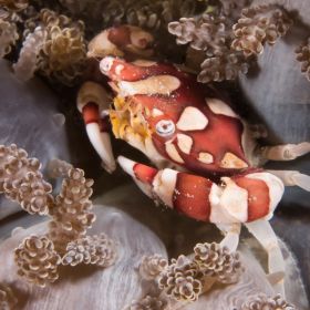 Image illustration - crabe arlequin