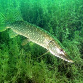 Brochet à Beaumont