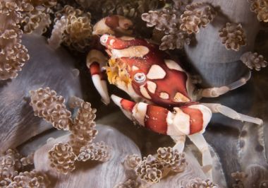 Image illustration - crabe arlequin