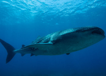 publiredac philippine