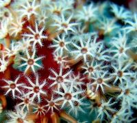 Image illustration - octocoralliaire