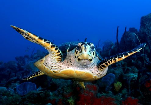 Tortue guadeloupéenne de face