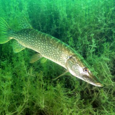 Brochet à Beaumont