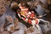 Image illustration - crabe arlequin