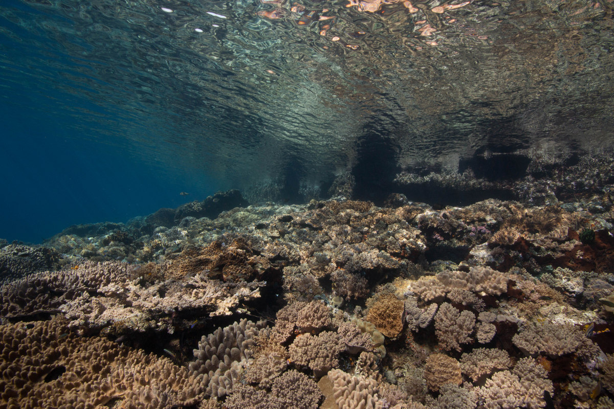 Récif sous la surface
