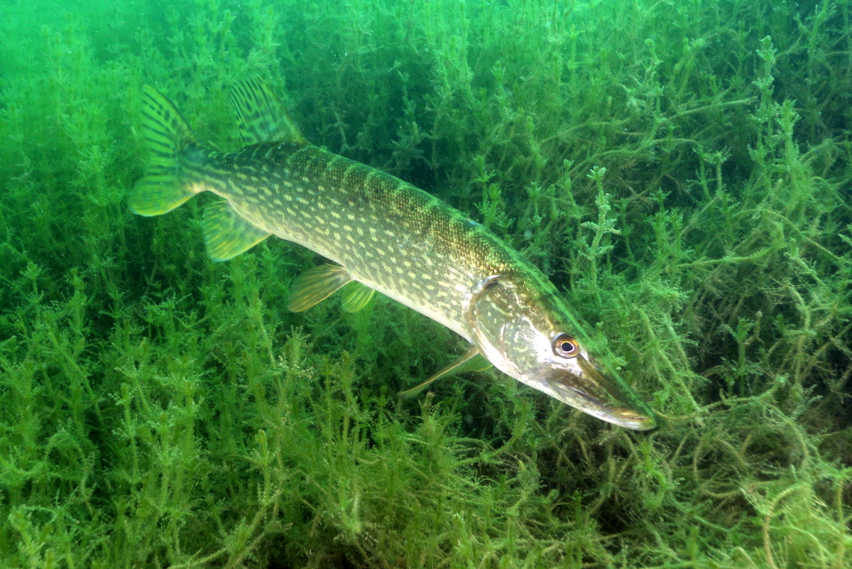 Brochet à Beaumont