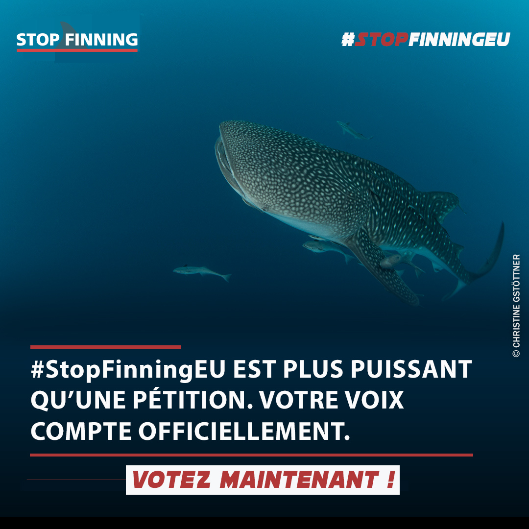 Poster officiel Stop Finning EU