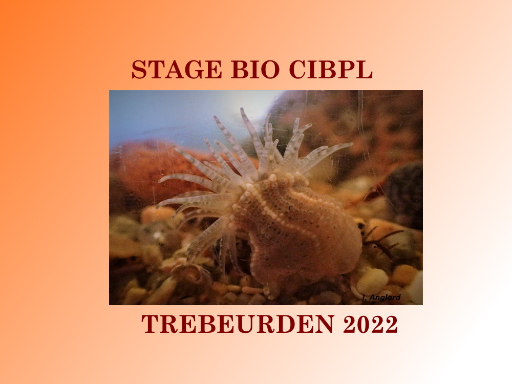 Stage bio Trébeurden 2022 CIBPL