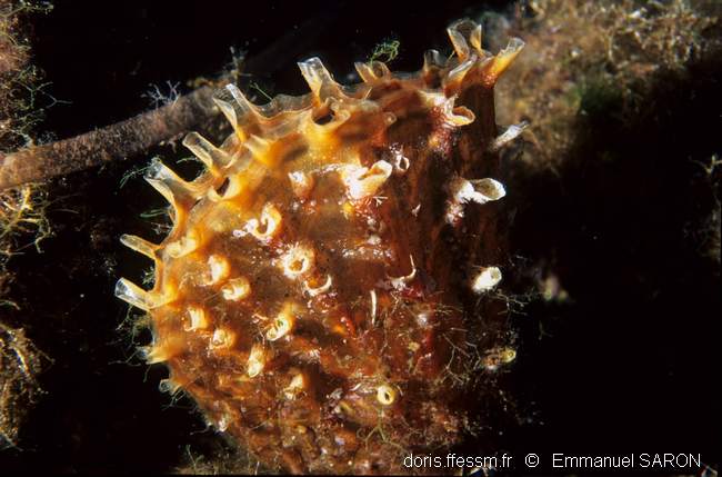 Pinna rudis